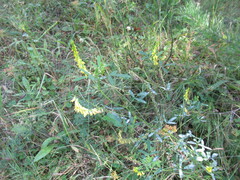 Melilotus suaveolens