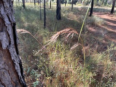 Sorghastrum elliottii