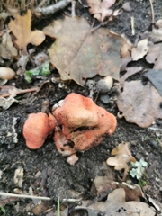 Fistulina hepatica