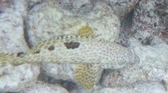 Epinephelus merra
