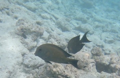 Ctenochaetus striatus