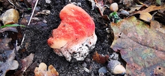 Fistulina hepatica