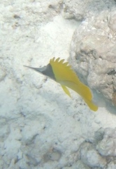 Forcipiger longirostris