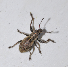 Andrion regensteinense