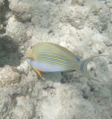 Acanthurus lineatus