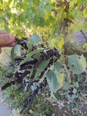 Cyclachaena xanthiifolia