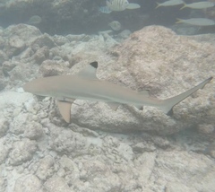 Carcharhinus melanopterus