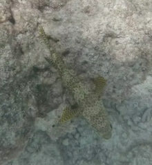 Epinephelus merra