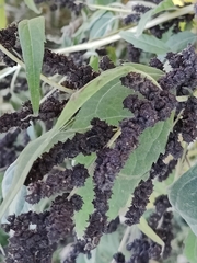 Cyclachaena xanthiifolia