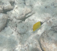 Forcipiger flavissimus