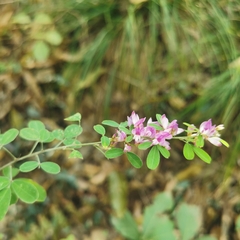 Lespedeza floribunda
