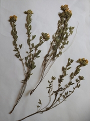 Chamaecytisus austriacus