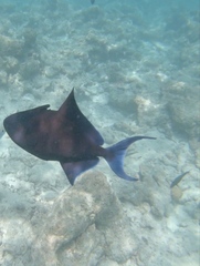 Odonus niger