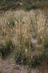 Chloris virgata