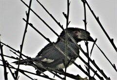 Bycanistes bucinator