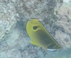 Chaetodon lunula