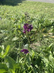Verbascum phoeniceum