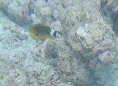 Chaetodon lunula