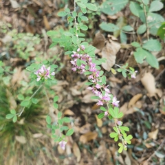 Lespedeza floribunda