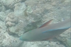 Scarus rubroviolaceus