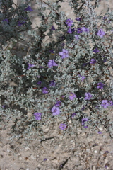 Leucophyllum