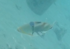 Rhinecanthus aculeatus