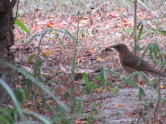 Turdus grayi