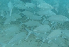 Caranx sexfasciatus