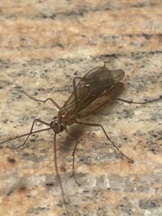 Ophion obscuratus