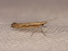 Plutella xylostella-australiana