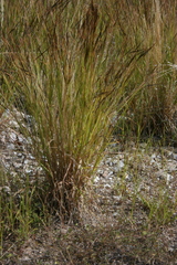 Heteropogon