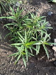 Chamaenerion angustifolium