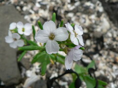 Cakile arctica