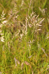 Festuca rubra