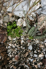 Astrolepis cochisensis