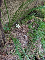 Arenaria montana