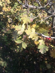 Crataegus