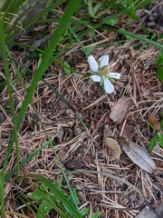 Arenaria montana