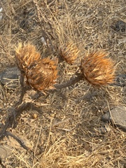 Onopordum cynarocephalum