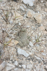 Escobaria tuberculosa