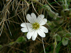 Cerastium alpinum