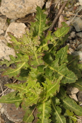 Sonchus asper