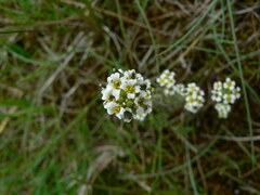 Draba incana