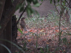 Turdus grayi