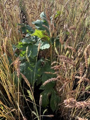 Heracleum dissectum