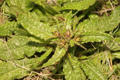 Helminthotheca echioides