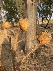 Onopordum cynarocephalum