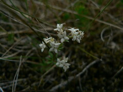 Galium boreale