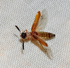 Teloclerus compressicornis