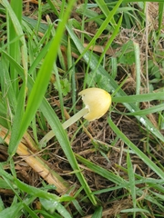 Bolbitius